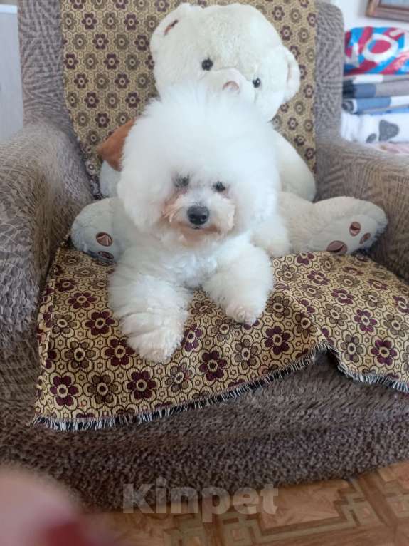 Собаки в Казани: Гламуркеннел Девочка, 150 000 руб. - фото 4