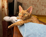Кошки в Керчи: Продаю котят Мальчик, 30 000 руб. - фото 4