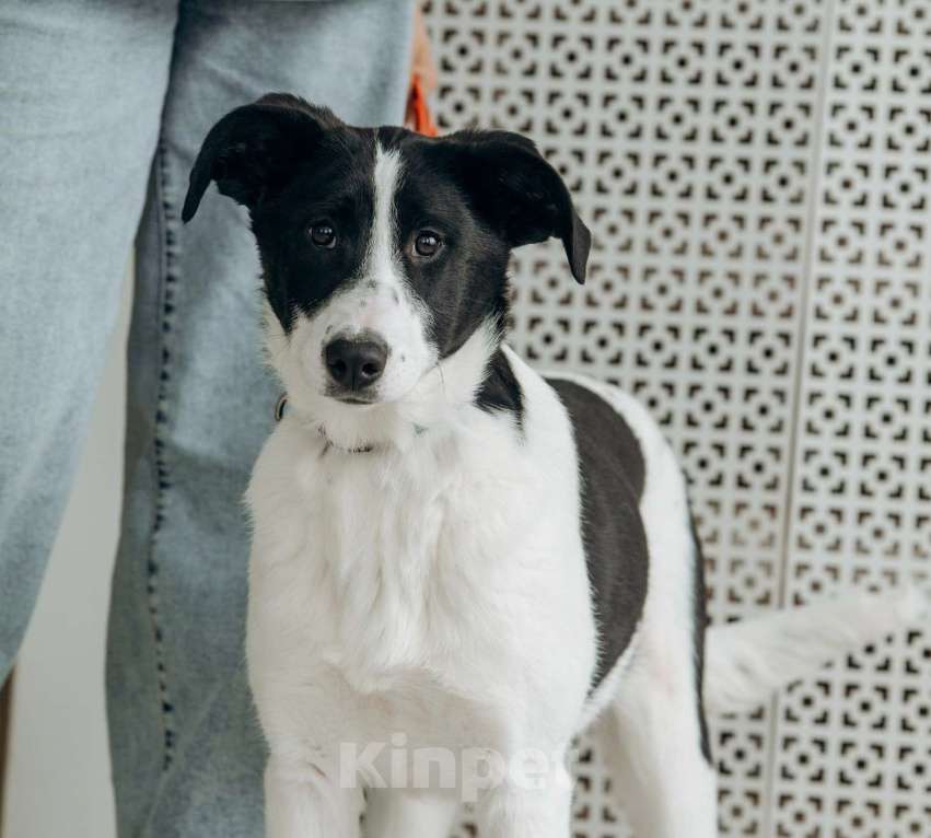 Собаки в Москве: Щенок в Москве бесплатно Девочка, Бесплатно - фото 9