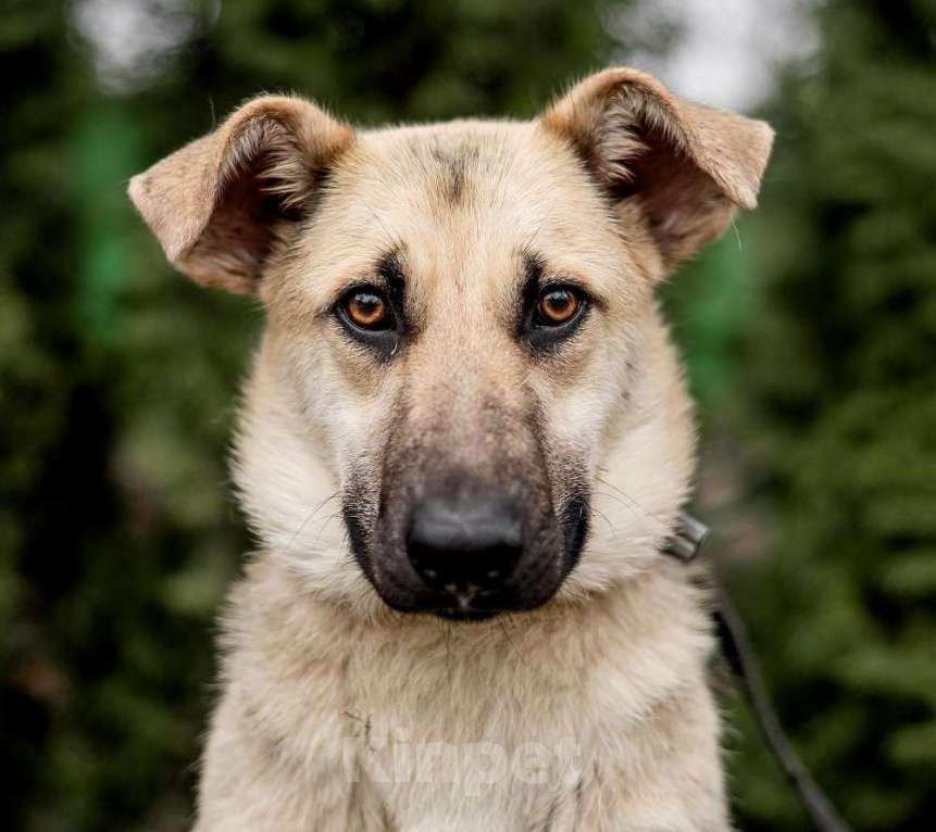 Собаки в Москве: Самый нежный щенок приюта Девочка, Бесплатно - фото 1