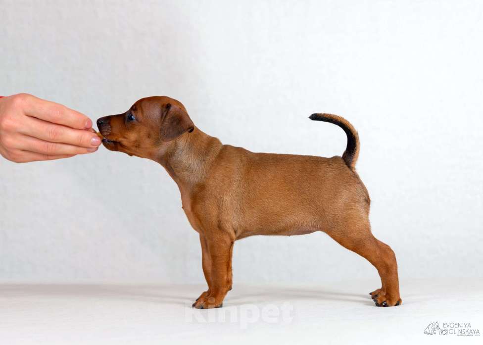 Собаки в Архангельске: Щенки цвергпинчера Девочка, 50 000 руб. - фото 4