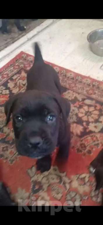 Собаки в Туле: Шикарные малыши Итальянского Кане Корсо  Мальчик, 50 000 руб. - фото 3