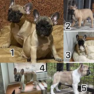 Собаки в Сочи: Продаются Щенки Французкого Бульдога Девочка, 35 000 руб. - фото 1