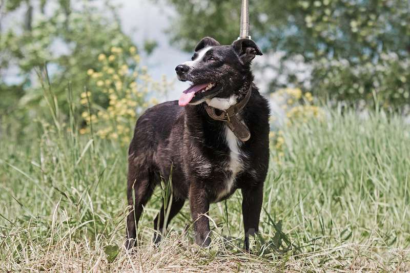 Собаки в Москве: Небольшой ласковый пёсик Джек в добрые руки Мальчик, Бесплатно - фото 3