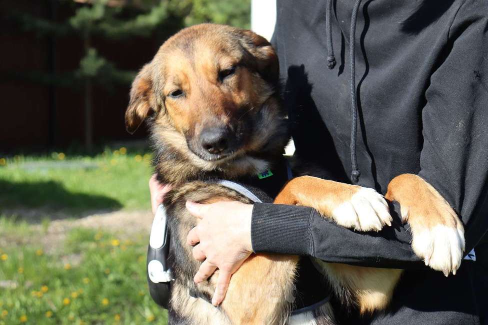 Собаки в Москве: Фиби - собака мечты Девочка, Бесплатно - фото 7