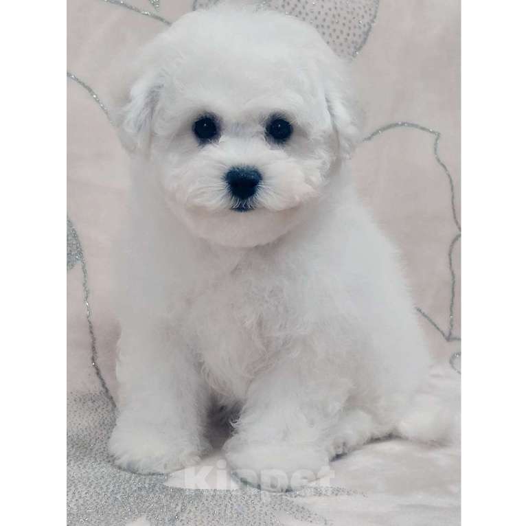 Собаки в Москве: Бишон Фризе Мальчик Чистокровный РКФ Москва Мальчик, 70 000 руб. - фото 3