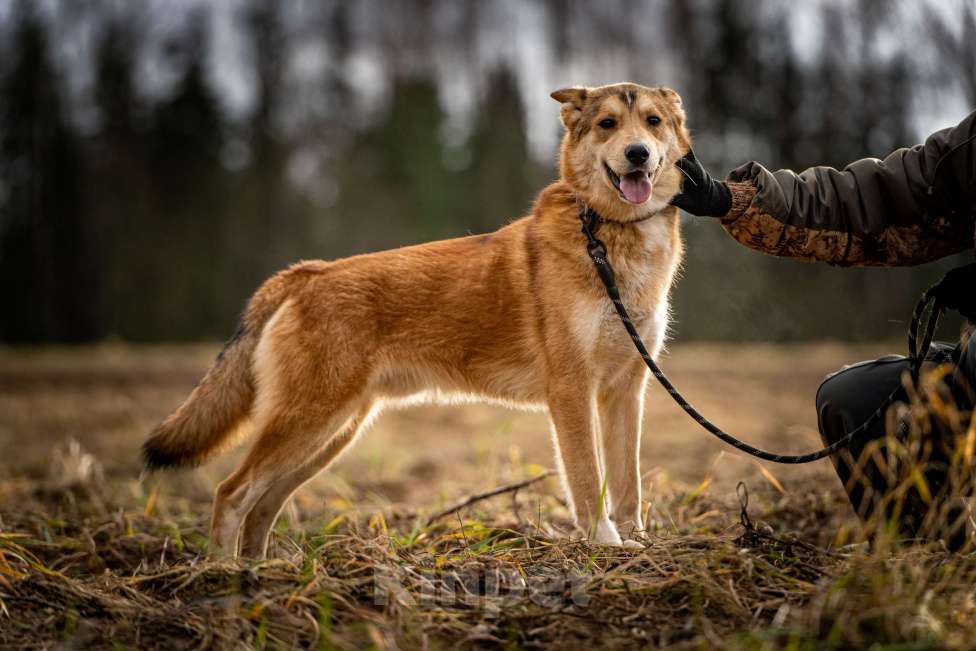 Собаки в Клине: Рико — пёс, созданный для людей Мальчик, Бесплатно - фото 10