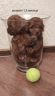 Щенки Той пуделя ред браун разнополве