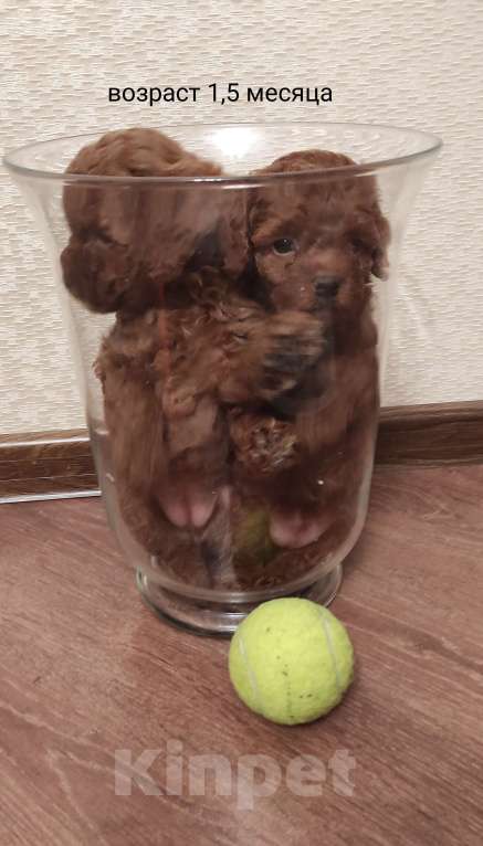 Собаки в Екатеринбурге: Щенки Той пуделя ред браун разнополве Разнополые, 55 000 руб. - фото 1