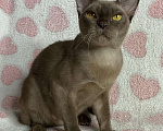 Кошки в Дмитрове: Шоколадная бурманская девочка Оливия Девочка, 20 000 руб. - фото 4