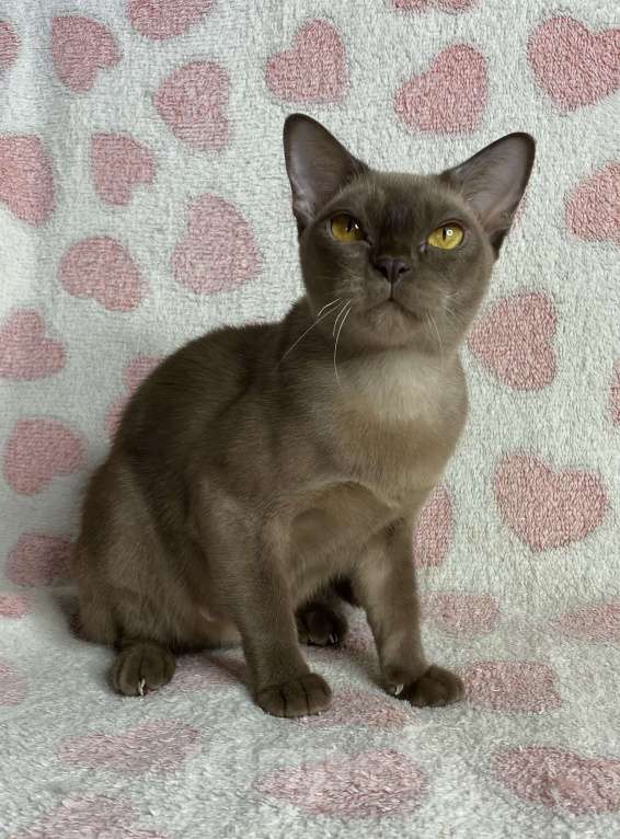 Кошки в Дмитрове: Шоколадная бурманская девочка Оливия Девочка, 20 000 руб. - фото 4