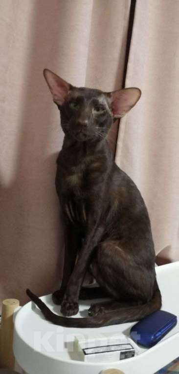 Кошки в Санкт-Петербурге: Кот на вязку Мальчик, 20 000 руб. - фото 3