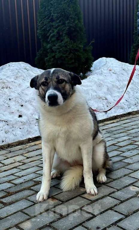 Собаки в Москве: Нежная белая собачка Лапушка ищет дом Девочка, 1 руб. - фото 7