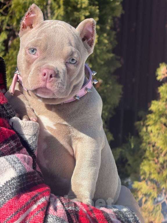 Собаки в Москве: Американский булли девочка Девочка, 80 000 руб. - фото 1