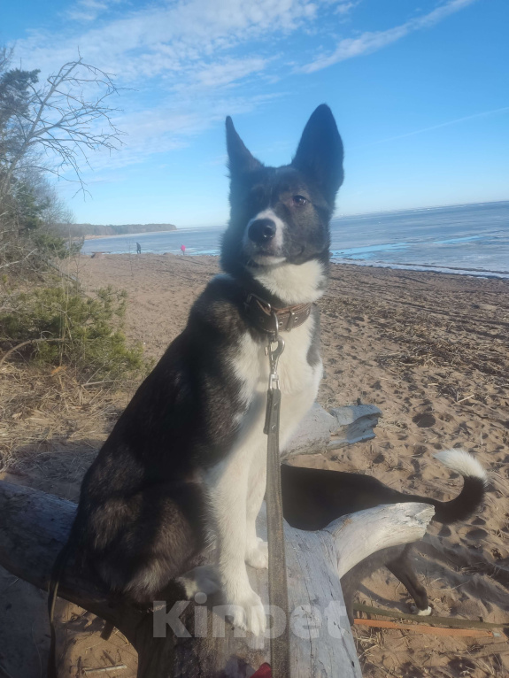 Собаки в Санкт-Петербурге: Щенок в добрые руки Девочка, Бесплатно - фото 7