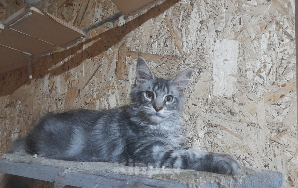 Кошки в Омске: Мейн-кун Девочка, 15 000 руб. - фото 1