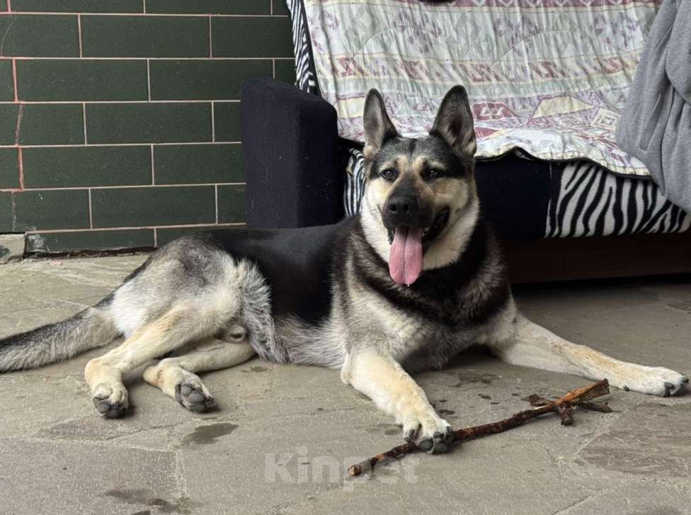 Собаки в других городах Московской области: Лаврик ищет дом! Мальчик, Бесплатно - фото 2