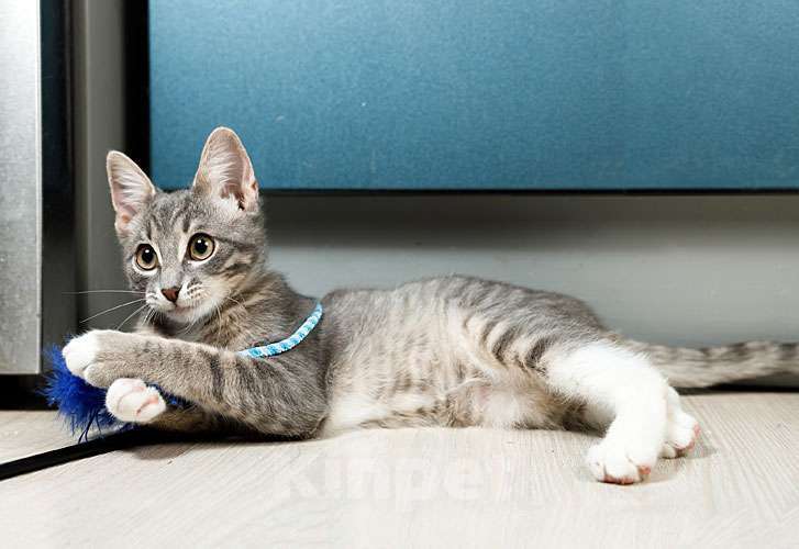 Кошки в Москве: Котёнок Листик, полосатый ангелочек ищет дом Мальчик, 10 руб. - фото 7