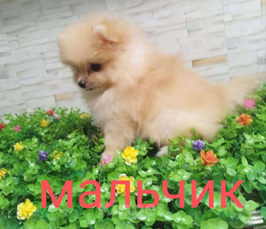 Собаки в Краснодаре: щенки Померанского шпица Мальчик, 20 000 руб. - фото 1