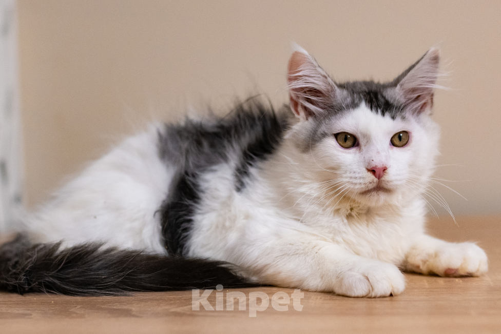 Кошки в Петрозаводске: Котик мейн-кун Мальчик, 15 000 руб. - фото 1