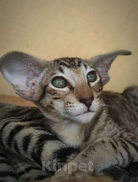 Кошки в Санкт-Петербурге: Ориентальные котята Мальчик, 60 000 руб. - фото 3