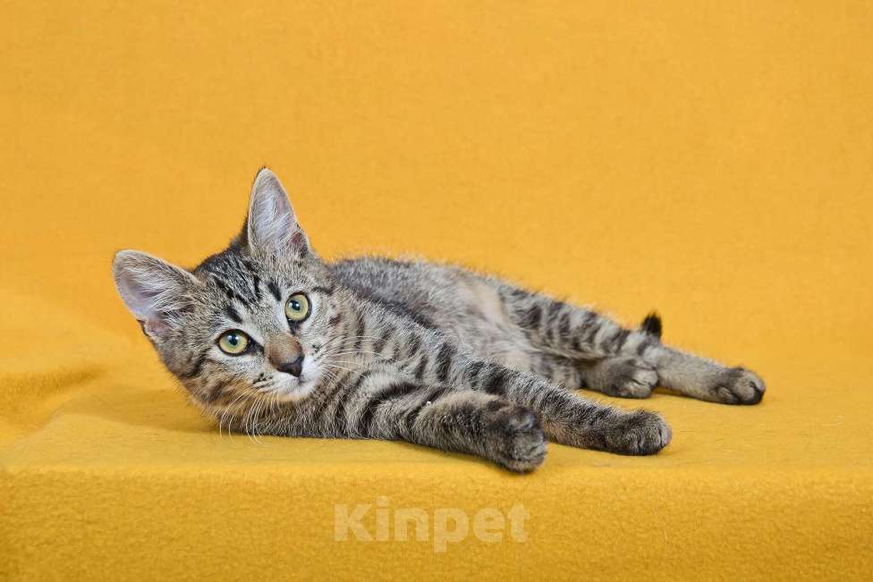 Кошки в других городах Московской области: Веселый котенок Кузя ищет дом Мальчик, Бесплатно - фото 2