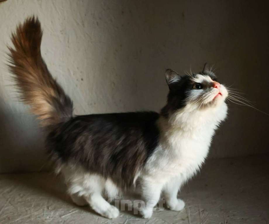 Кошки в других городах Московской области: Томик ищет дом Мальчик, Бесплатно - фото 7