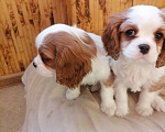 Собаки в Москве: Кавалер Кинг Чарльз спаниель Мал Мальчик, 80 000 руб. - фото 3