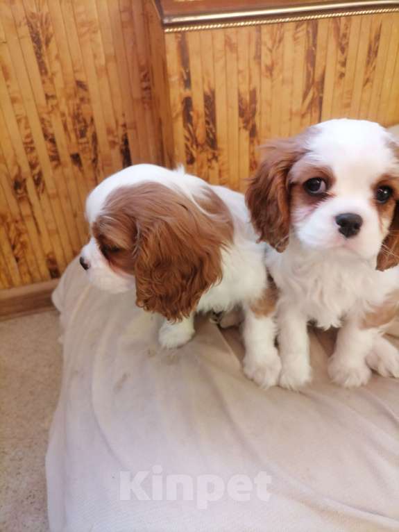 Собаки в Москве: Кавалер Кинг Чарльз спаниель Мал Мальчик, 80 000 руб. - фото 3