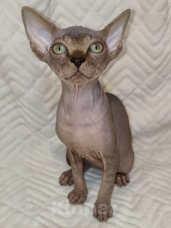 Кошки в Москве: Харизматичная девочка канадского сфинкса.  Девочка, 38 000 руб. - фото 2