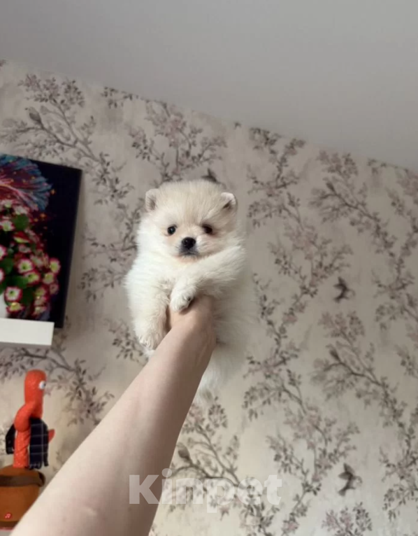 Собаки в Москве: Девочки Девочка, 27 000 руб. - фото 1