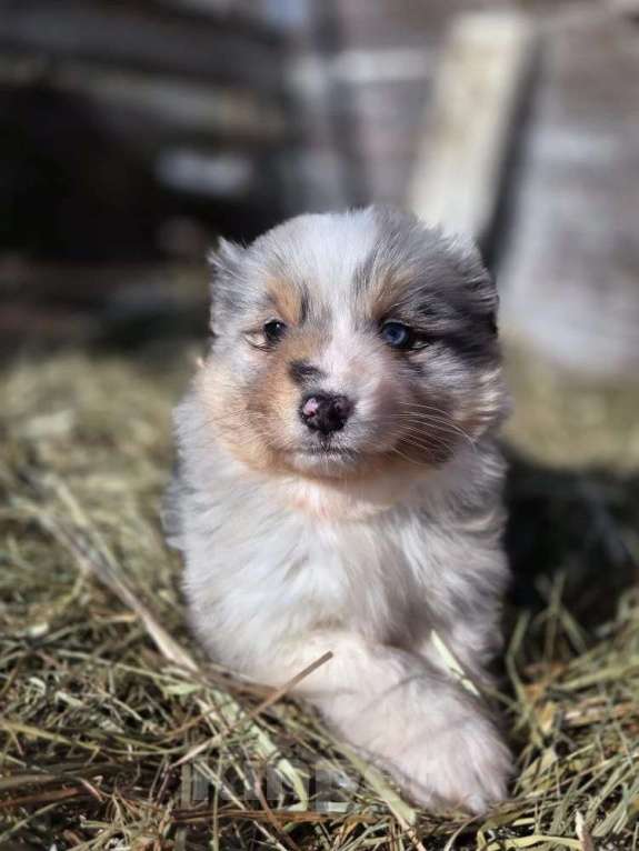 Собаки в других городах Московской области: миниатюрная американская овчарка Девочка, 110 000 руб. - фото 1