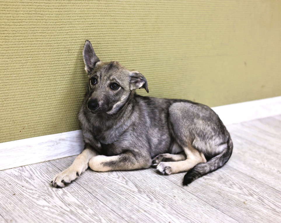 Собаки в Москве: Щенок бесплатно в Москве Девочка, Бесплатно - фото 5