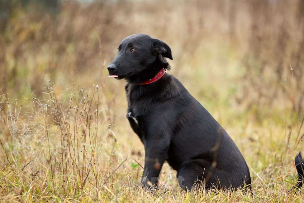 Собаки в Москве: Сури Девочка, Бесплатно - фото 6