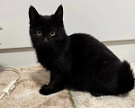 Кошки в Москве: 6 мес черная красавица Багира ищет дом! Девочка, Бесплатно - фото 1