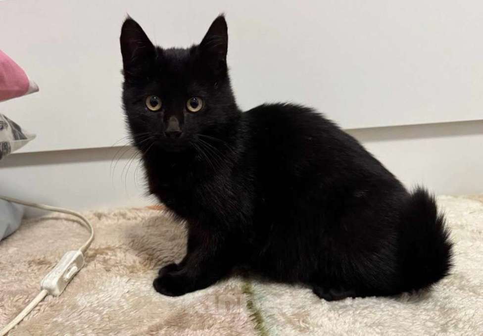 Кошки в Москве: 6 мес черная красавица Багира ищет дом! Девочка, Бесплатно - фото 1
