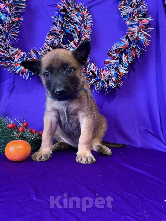 Собаки в других городах Московской области: Шикарные щенки малинуа от родителей чемпионов  Мальчик, 70 000 руб. - фото 3