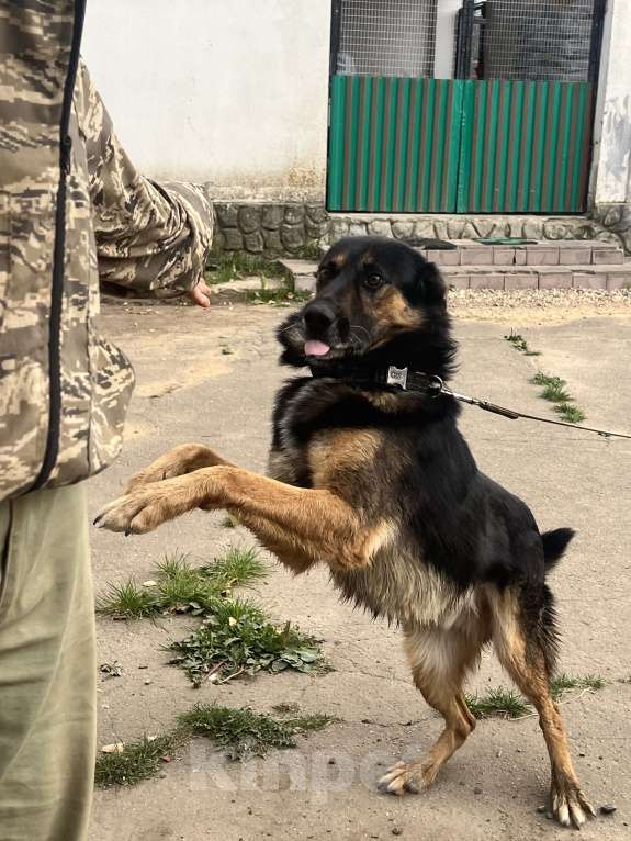 Собаки в Москве: Арчи в поисках дома Мальчик, Бесплатно - фото 3