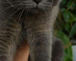 Кошки в Лукоянове: Вязка с Шотландским котиком, 1 000 руб. - фото 1