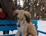Собаки в Москве: Щенок борзой тазы Мальчик, 65 000 руб. - фото 4