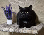 Кошки в других городах Калужской области: Чёрная ласковая Маковка Девочка, Бесплатно - фото 1