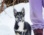 Собаки в Москве: Маленький трехцветный щенок Изюминка в добрые руки Девочка, 1 руб. - фото 2