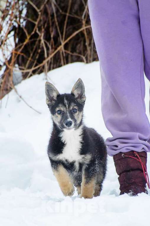 Собаки в Москве: Маленький трехцветный щенок Изюминка в добрые руки Девочка, 1 руб. - фото 2