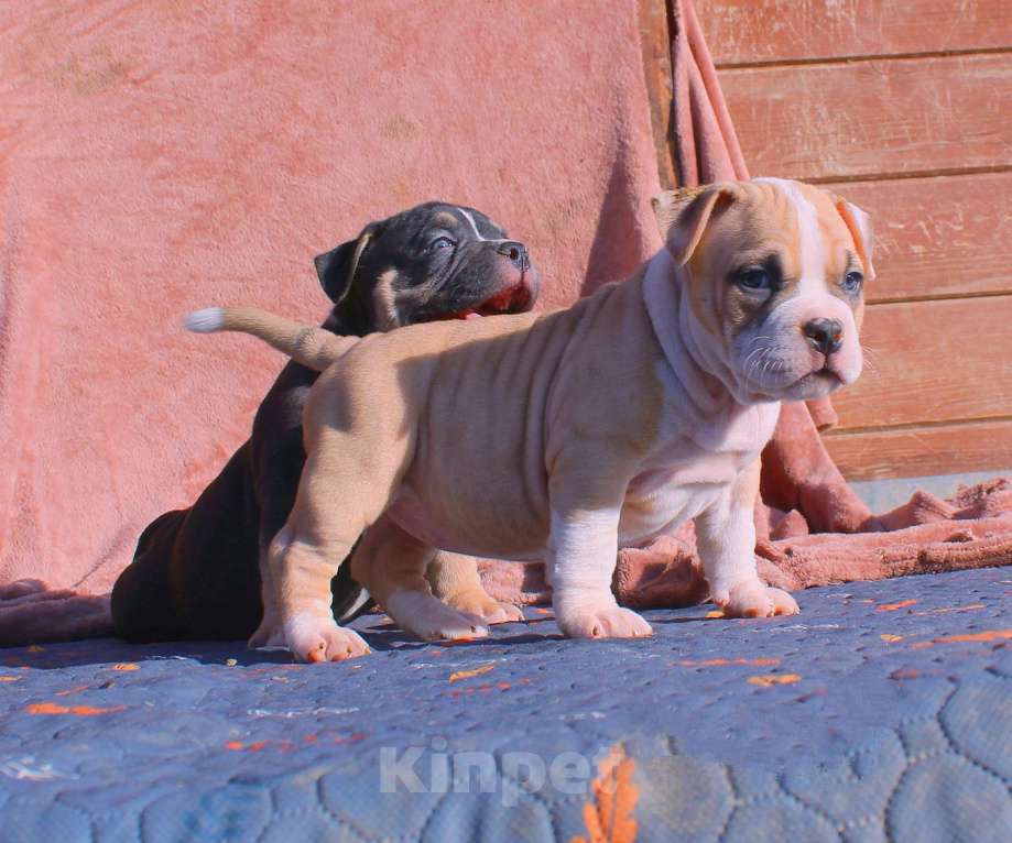 Собаки в Москве: Наши малыши. Разнополые, 80 000 руб. - фото 5