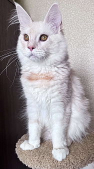 Мальчик очень нежного окраса