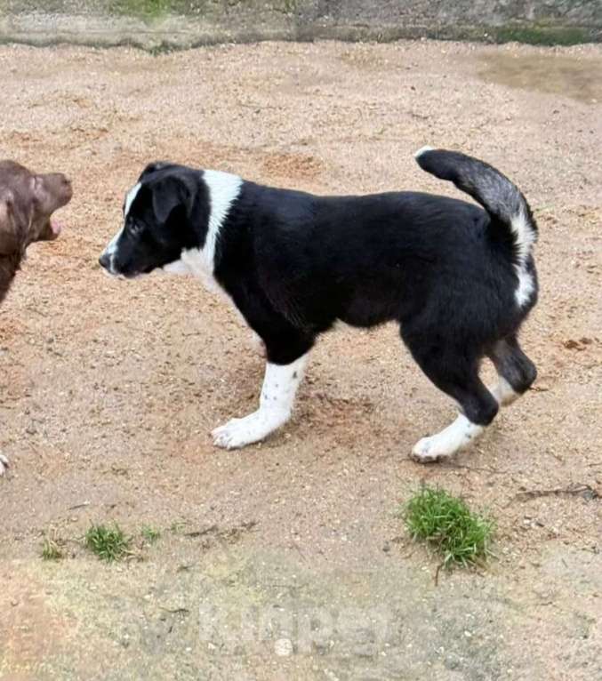Собаки в других городах Владимирской области: Красавец малыш в лучшие добрые ручки Мальчик, Бесплатно - фото 5