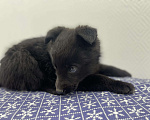 Собаки в Химках: Маленькая черная пантера Тоби  Мальчик, 1 руб. - фото 3