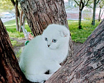 Кошки в Миассе: В любимки 💖 Девочка, 45 000 руб. - фото 4