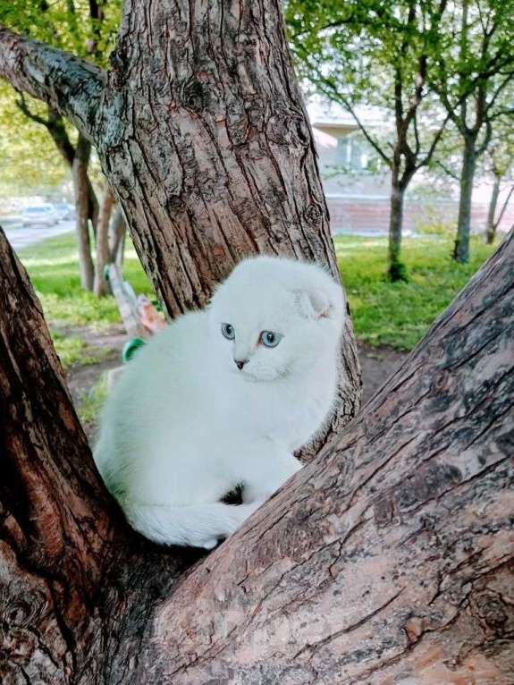 Кошки в Миассе: В любимки 💖 Девочка, 45 000 руб. - фото 4
