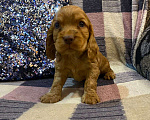 Собаки в Стерлитамаке: Щенки Мальчик, 11 000 руб. - фото 2